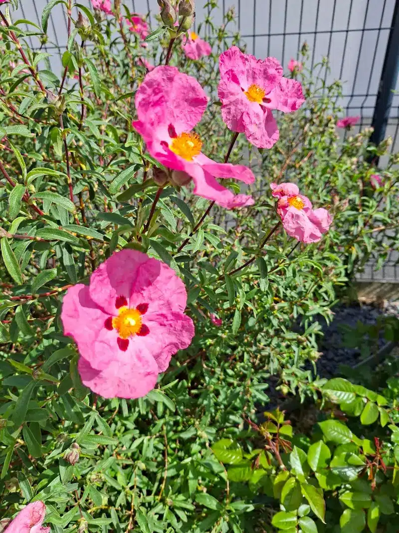 Fleurs à Fouesnant